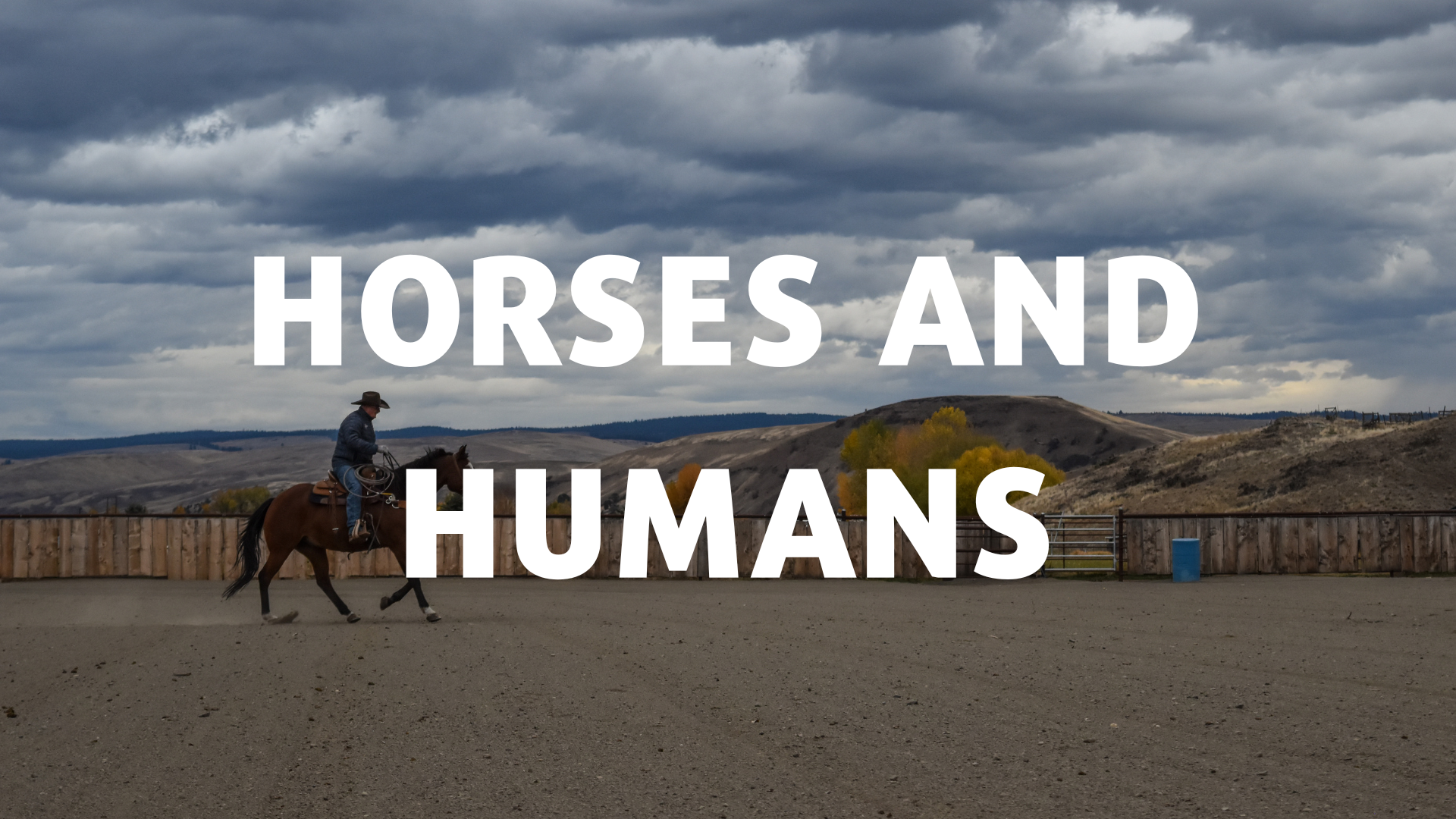 Horses and Humans Activity